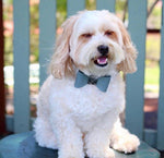 Leather Bow Collar - Misty
