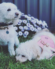The Peony Dog Harness