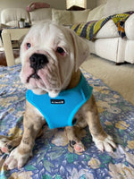 Mr. Peanut's PupTrek Harness and Leash Set,  Small Dog/Cat Soft Mesh Step In Harness Vest