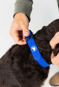 Load image into Gallery viewer, Royal Blue Collar by The Modern Dog Company, weather and odor resistant, being adjusted on a dog's neck.
