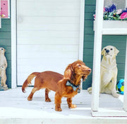 Leather Bow Tie Collar - Midnight