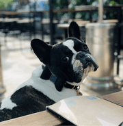 Leather Bow Tie Collar - Midnight