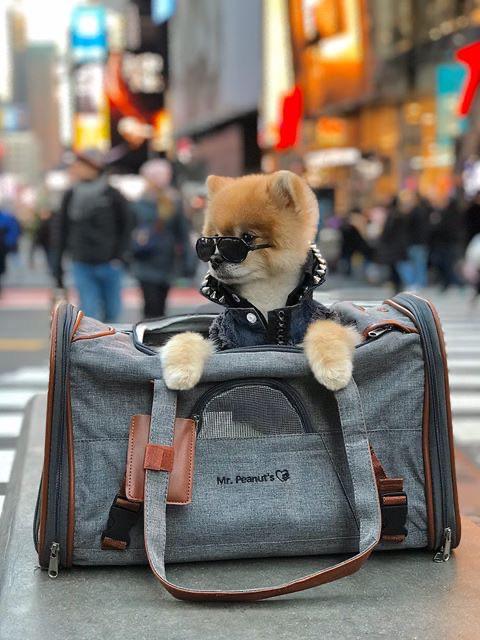 Mr. Peanut's Gold Series Standard Size Airline Compliant Pet Carrier - Southlake Paws