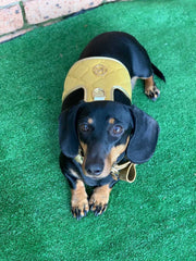 The Champagne Dog Harness