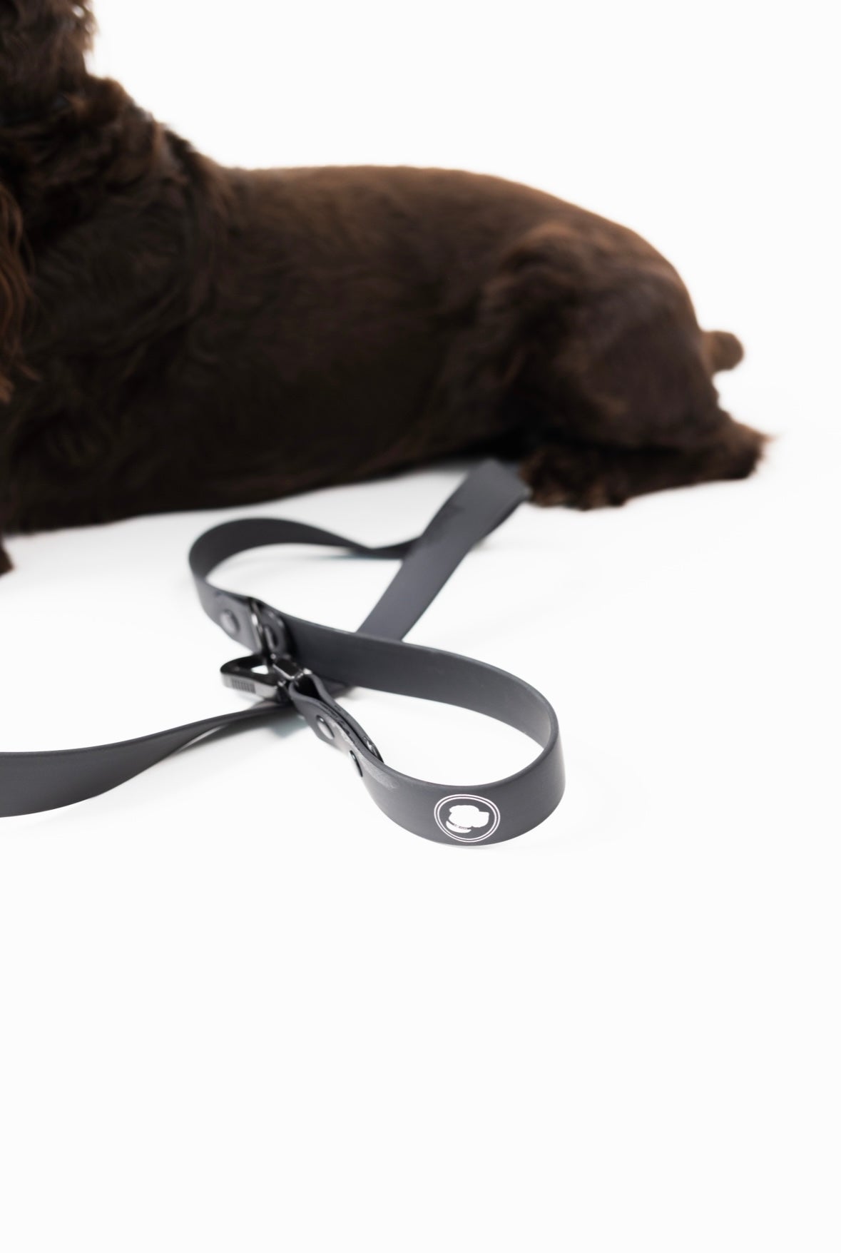 Black dog leash from The Modern Dog Company by Southlake Paws, featuring a sleek design and attached to a brown dog.