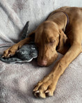 Load image into Gallery viewer, Pet Toy - Stingray - Southlake Paws
