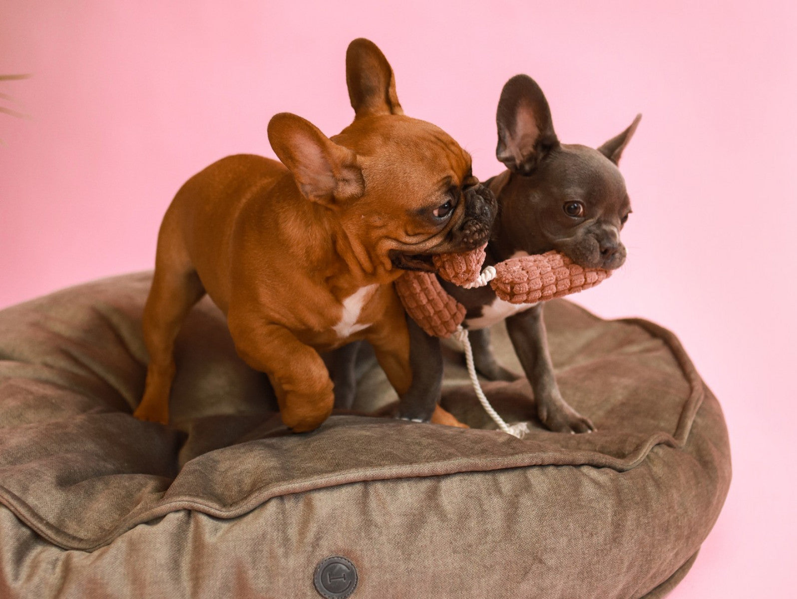 Pet Toy - Long Sausages - Southlake Paws