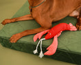 Load image into Gallery viewer, Pet Toy - Lobster Sebastian - Southlake Paws
