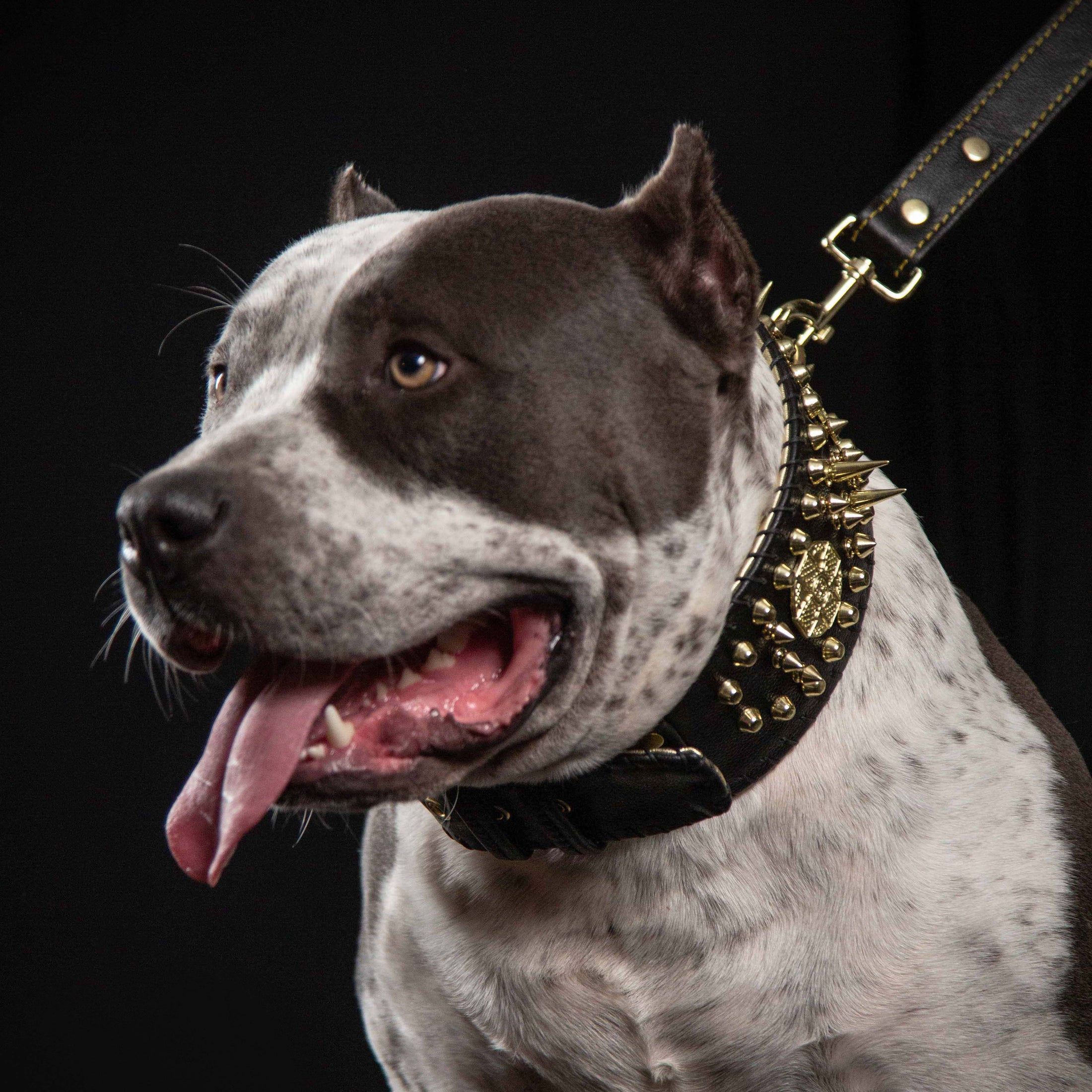'Imperium'' hand stitched 8 cm wide show collar - Southlake Paws