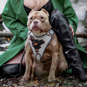 The “Dragon's Eye” Harness LIMITED! 