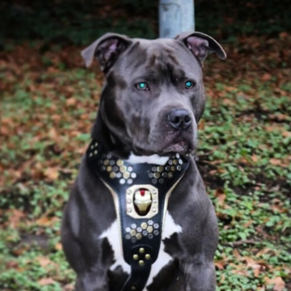 Irondog Harness - Southlake Paws