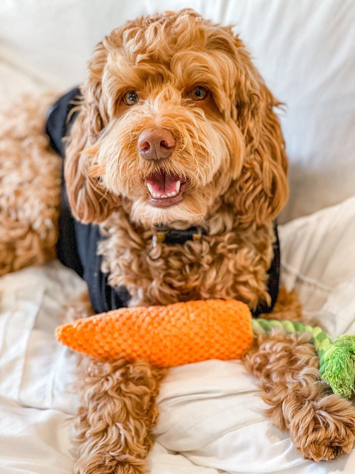 CARROT TUG ROPE INTERACTIVE DOG TOY - Southlake Paws