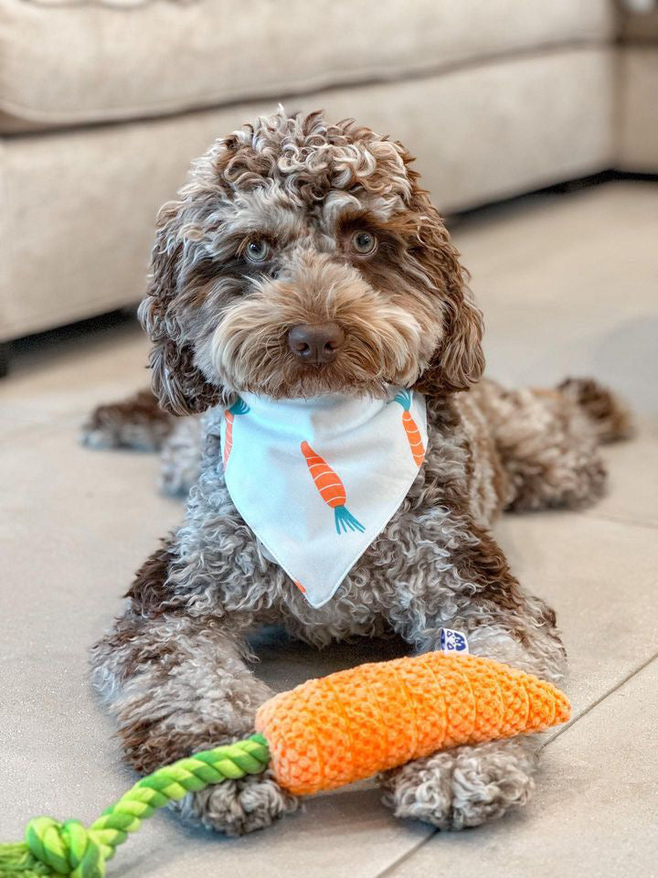 CARROT TUG ROPE INTERACTIVE DOG TOY - Southlake Paws
