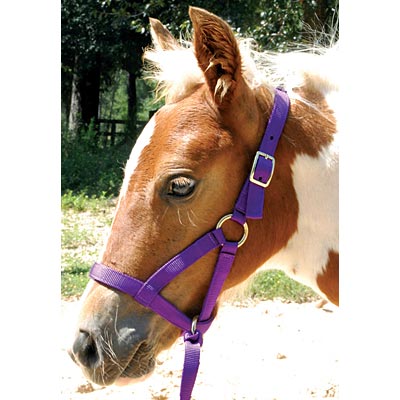 Jeffers Nylon "Grow With Me" Weanling Horse Halter, 3/4"W