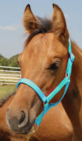 Load image into Gallery viewer, Jeffers Nylon Foal & Pony Halter
