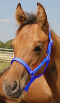 Load image into Gallery viewer, Jeffers Nylon Foal & Pony Halter
