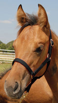 Load image into Gallery viewer, Jeffers Nylon Foal & Pony Halter
