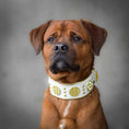 Load image into Gallery viewer, The "Maximus" collar 2.5 inch wide white & gold
