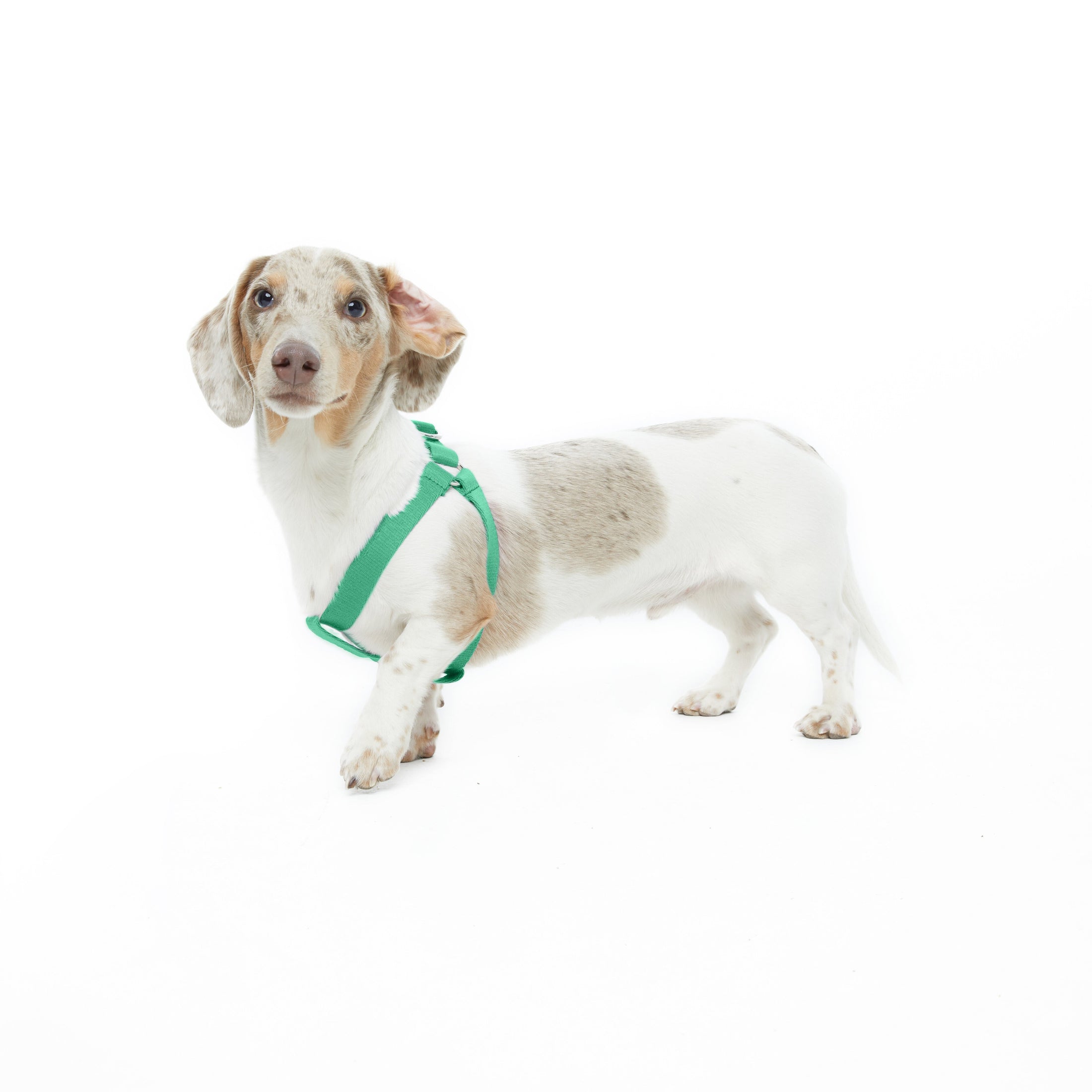 Step In Harness. 
