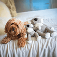 Load image into Gallery viewer, Floppy Koala - Southlake Paws
