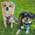 Load image into Gallery viewer, EcoBark Step In Dog Harness - XXXS to Small Breeds- Reflective Soft Mesh Harness for Teacup, Small Dogs and Puppies / Lavender
