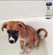 Calming Lavender Dog Shampoo w/Aloe Vera & Essential Oils