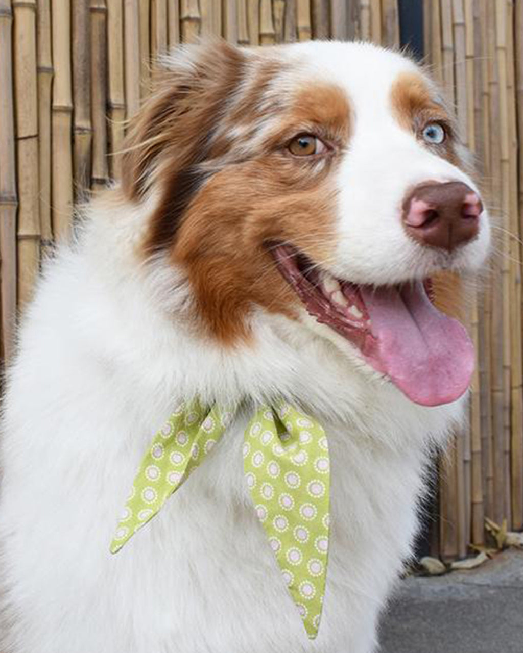 CLASSIC NECKTIE - Southlake Paws