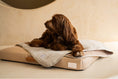 Load image into Gallery viewer, Brigette Romanek | Luxury Pet Throw Blanket - Cream 

