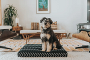 Black Chevron | Boho Dog Bed or Bed Cover LAY LO Pets