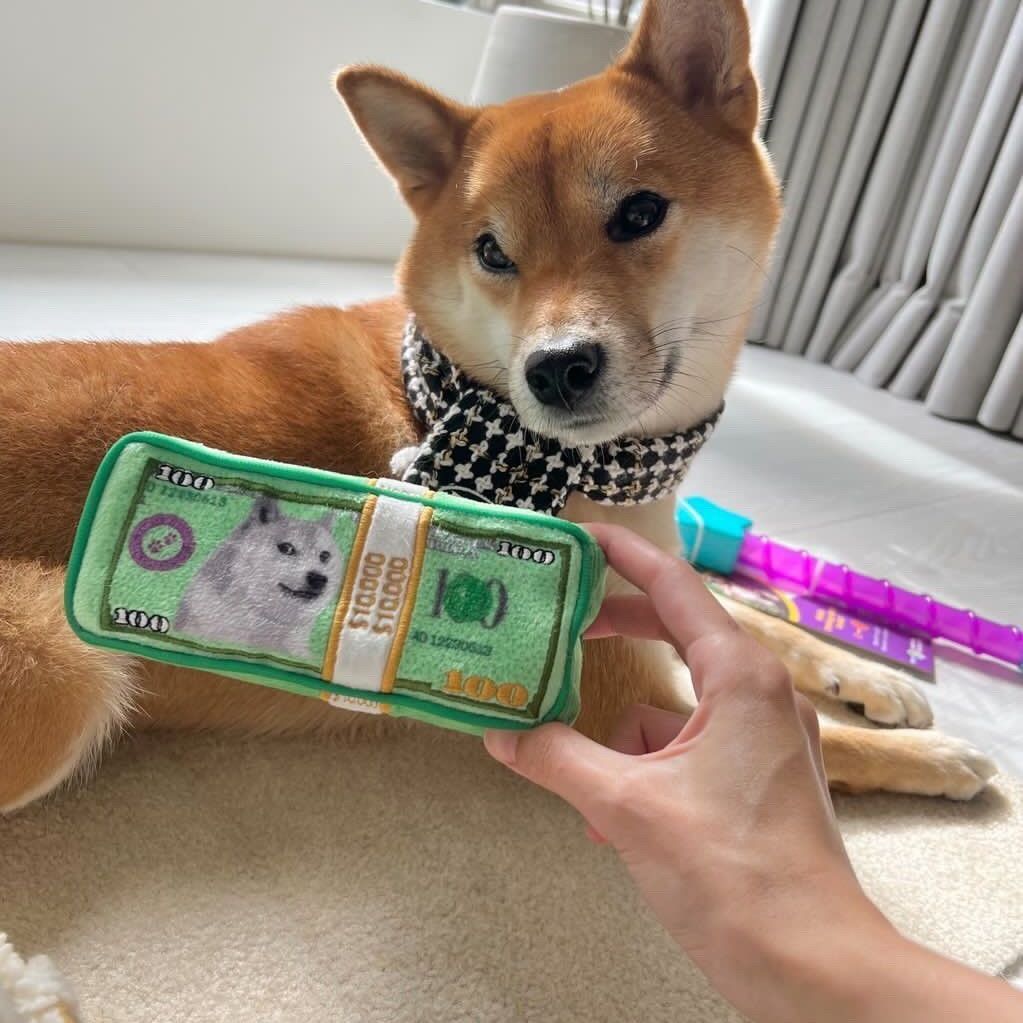 CASH IS KING PLUSH DOG TOY - Southlake Paws