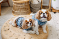 Load image into Gallery viewer, Light Blue Fair Isle Dog Sweater
