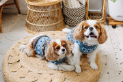 Light Blue Fair Isle Dog Sweater