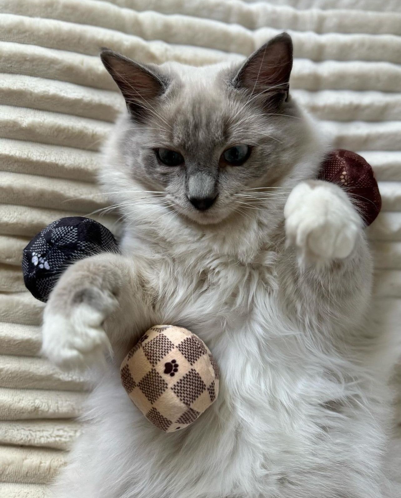 KV Balls (Checker) Catnip Toys