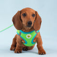 Load image into Gallery viewer, Lime and Aqua Small Dog Vest Harness
