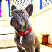 Red Vogue Sambboho dog collar