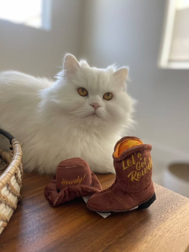 Kitty Cowboy
