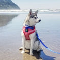 Load image into Gallery viewer, EcoBark Bow Tie Collar - Nautical Print
