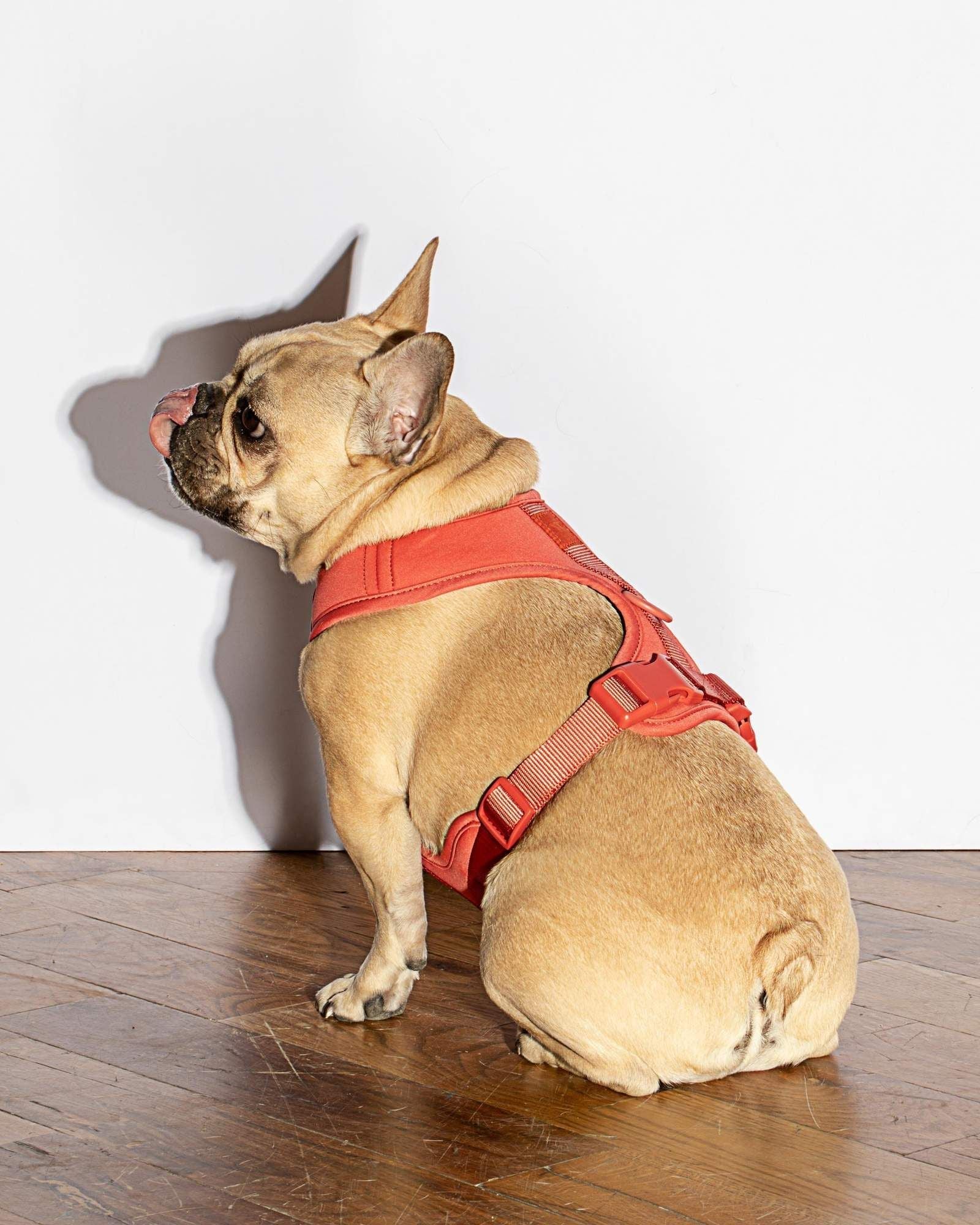 Luxe Harness - Poppy - Southlake Paws