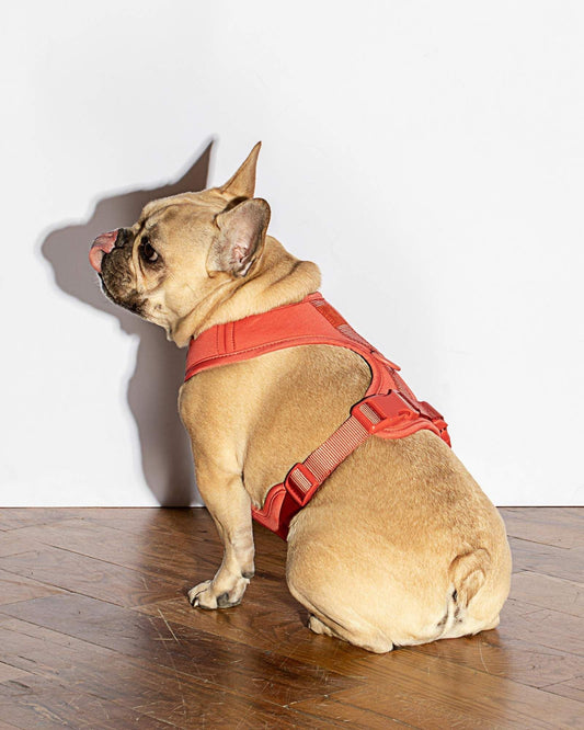 Luxe Harness - Poppy - Southlake Paws
