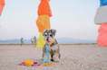 Load image into Gallery viewer, Marley Rope Dog Leash
