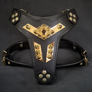 'Midas'' leather dog harness gold medium size