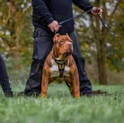 'Midas'' leather dog harness gold medium size