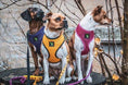 Load image into Gallery viewer, EcoBark Yellow Dog Harness - Over-the-Head Soft Mesh Dog Vest Halter for Small to Medium Dogs and Puppies
