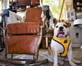 Load image into Gallery viewer, EcoBark Yellow Dog Harness - Over-the-Head Soft Mesh Dog Vest Halter for Small to Medium Dogs and Puppies
