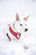 Load image into Gallery viewer, EcoBark Pink Dog Harness - Over-the-Head Soft Mesh Dog Vest Halter for Small to Medium Dogs and Puppies
