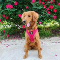 Load image into Gallery viewer, EcoBark Pink Dog Harness - Over-the-Head Soft Mesh Dog Vest Halter for Small to Medium Dogs and Puppies
