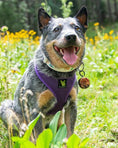 Load image into Gallery viewer, EcoBark Purple Dog Harness - Over-the-Head Soft Mesh Dog Vest Halter for Small to Medium Dogs and Puppies
