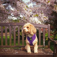 Load image into Gallery viewer, EcoBark Purple Dog Harness - Over-the-Head Soft Mesh Dog Vest Halter for Small to Medium Dogs and Puppies
