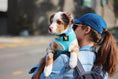 Load image into Gallery viewer, EcoBark Sky Blue Dog Harness - Over-the-Head Soft Mesh Dog Vest Halter for Small to Medium Dogs and Puppies
