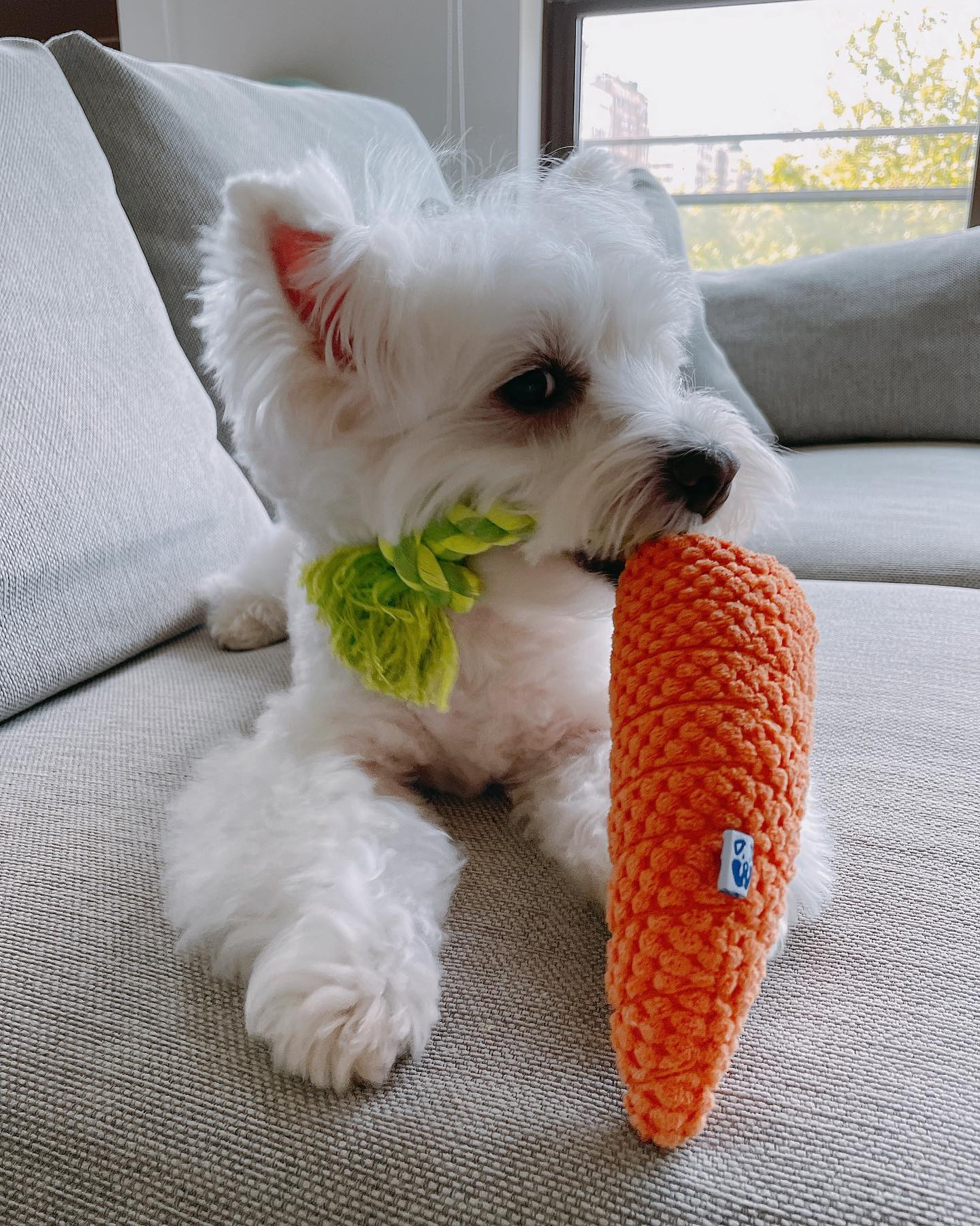 CARROT TUG ROPE INTERACTIVE DOG TOY - Southlake Paws